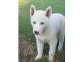 Siberian Husky Puppy for sale in Flora, IL, USA