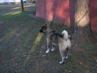 Akita Puppy for sale in Norlina, NC, USA