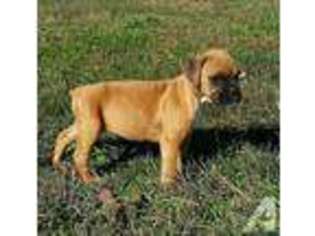 Boxer Puppy for sale in GREENBELT, MD, USA