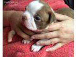 Boston Terrier Puppy for sale in Fayetteville, WV, USA