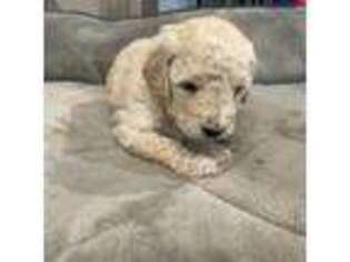 Goldendoodle Puppy for sale in Washburn, MO, USA