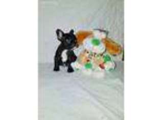 French Bulldog Puppy for sale in Shelby, OH, USA