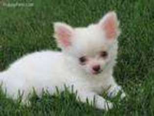 Chihuahua Puppy for sale in Elkhart Lake, WI, USA