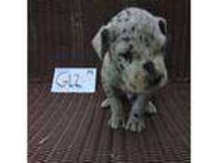Great Dane Puppy for sale in Greentown, PA, USA