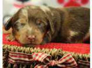 Dachshund Puppy for sale in Gilmer, TX, USA