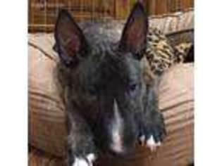 Bull Terrier Puppy for sale in Helena, MT, USA
