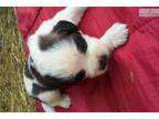 Saint Bernard Puppy for sale in Bowling Green, KY, USA
