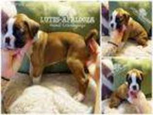 Boxer Puppy for sale in Fremont, OH, USA