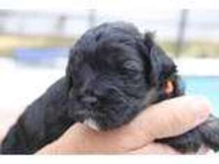Mutt Puppy for sale in Lehigh Acres, FL, USA