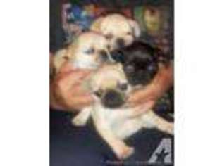 Pug Puppy for sale in ROANOKE, VA, USA