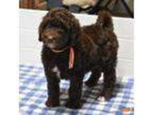 Labradoodle Puppy for sale in Bergton, VA, USA