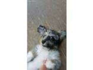 Mutt Puppy for sale in Hooksett, NH, USA