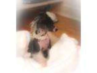 Chinese Crested Puppy for sale in Jupiter, FL, USA