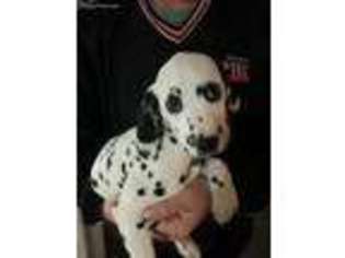 Dalmatian Puppy for sale in Dacula, GA, USA