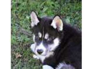 Siberian Husky Puppy for sale in Manns Choice, PA, USA