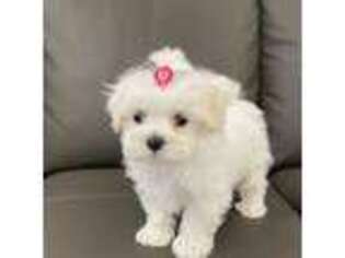 Maltese Puppy for sale in Forney, TX, USA