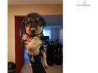 Airedale Terrier Puppy for sale in El Paso, TX, USA