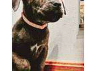 Cane Corso Puppy for sale in Adrian, MI, USA
