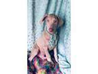 Doberman Pinscher Puppy for sale in Pocatello, ID, USA