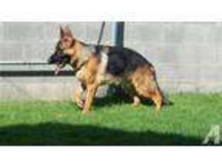 German Shepherd Dog Puppy for sale in COLTON, CA, USA