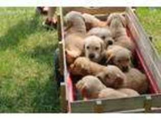 Golden Retriever Puppy for sale in Janesville, MN, USA