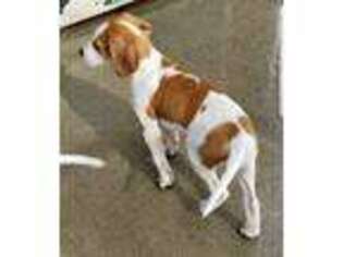 American Foxhound Puppy for sale in Forest, VA, USA