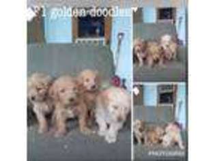 Goldendoodle Puppy for sale in Lancaster, KY, USA