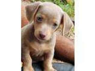 Dachshund Puppy for sale in Ozark, AL, USA