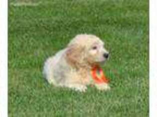 Goldendoodle Puppy for sale in Vestaburg, MI, USA