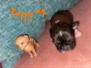 Chihuahua Puppy for sale in Morton, MS, USA