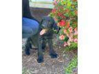 Labradoodle Puppy for sale in Middlesex, NC, USA