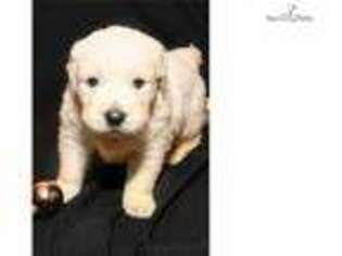 Golden Retriever Puppy for sale in Canton, OH, USA