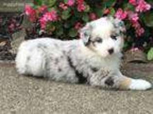 Australian Shepherd Puppy for sale in Union, KY, USA