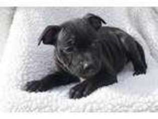 Staffordshire Bull Terrier Puppy for sale in Brenham, TX, USA