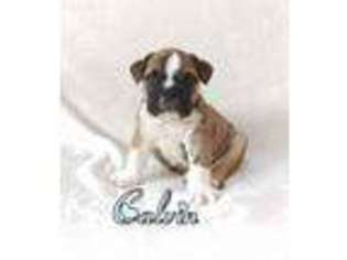Bulldog Puppy for sale in Wrightsville, PA, USA