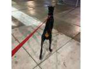 Doberman Pinscher Puppy for sale in Alexandria, VA, USA