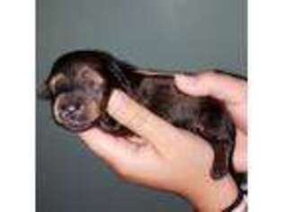 Dachshund Puppy for sale in Goose Creek, SC, USA