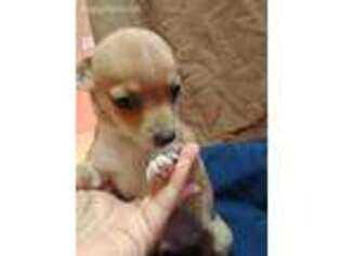 Chihuahua Puppy for sale in Stockton, MO, USA