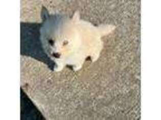 Siberian Husky Puppy for sale in Pilgrim, KY, USA