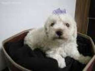 Bichon Frise Puppy for sale in Alexis, NC, USA