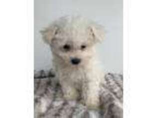 Bichon Frise Puppy for sale in Bluffton, IN, USA