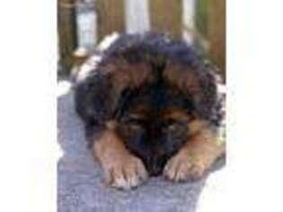 German Shepherd Dog Puppy for sale in Esmont, VA, USA