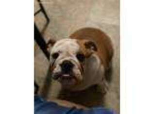 Bulldog Puppy for sale in Wethersfield, CT, USA
