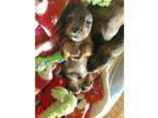 Dachshund Puppy for sale in Frisco, TX, USA