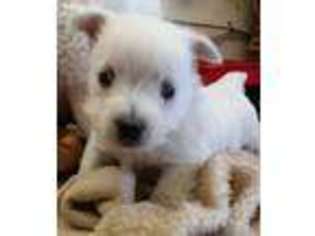 West Highland White Terrier Puppy for sale in Alvaton, KY, USA