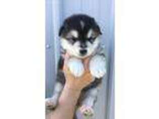 Alaskan Malamute Puppy for sale in Greencastle, IN, USA