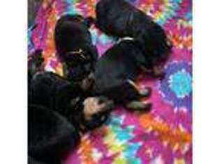 Rottweiler Puppy for sale in Naples, ME, USA