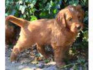 Labradoodle Puppy for sale in Seattle, WA, USA