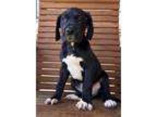 Great Dane Puppy for sale in Oxford, AL, USA