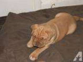 American Bull Dogue De Bordeaux Puppy for sale in JOHNSTOWN, NY, USA